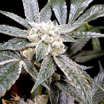 El Fuego (Grow Your Own Collection) femminizzata