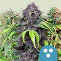 CBD Mix (Royal Queen Seeds) femminizzato