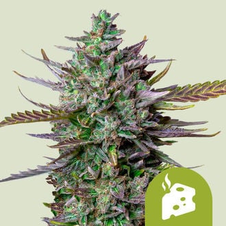 Blue Cheese Automatic (Royal Queen Seeds) femminizzata