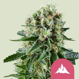 Critical Kush (Royal Queen Seeds) femminizzata