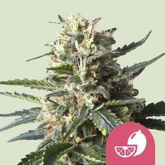 Lemon Shining Silver Haze (Royal Queen Seeds) femminizzata