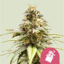 Chocolate Haze (Royal Queen Seeds) femminizzata