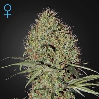 Super Bud Autofiorente (Greenhouse Seeds) Femminizzata