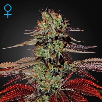 King's Kush Autofiorente (Greenhouse Seeds) femminizzata