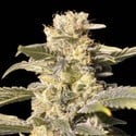 TNT Kush CBD (Eva Seeds) femminizzata