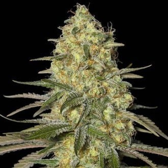 Black Dream (Eva Seeds) femminizzata