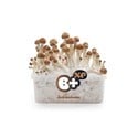 Kit Di Coltivazione Fresh Mushrooms 'B+'