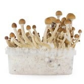 Kit per la Coltivazione Fresh Mushrooms 'McKennaii'