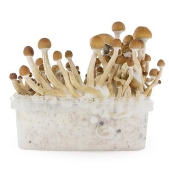 Kit per la Coltivazione Fresh Mushrooms 'McKennaii'