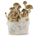 Kit Di Coltivazione Fresh Mushrooms 'McKennaii'