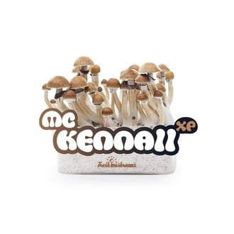 Kit Di Coltivazione Fresh Mushrooms 'McKennaii'