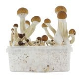 Kit per la Coltivazione Fresh Mushrooms 'Golden Teacher'