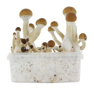 Kit Di Coltivazione Fresh Mushrooms 'Golden Teacher'