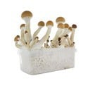 Kit Di Coltivazione Fresh Mushrooms 'Golden Teacher'