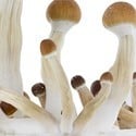 Kit Di Coltivazione Fresh Mushrooms 'Golden Teacher'