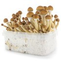 Kit Di Coltivazione Fresh Mushrooms 'Ecuador'