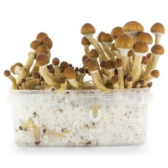 Kit Di Coltivazione Fresh Mushrooms 'Ecuador'