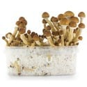 Kit Di Coltivazione Fresh Mushrooms 'Ecuador'