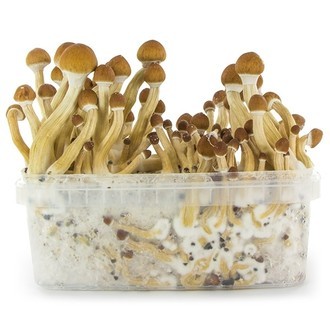 Kit Di Coltivazione Fresh Mushrooms 'Ecuador'