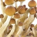 Kit Di Coltivazione Fresh Mushrooms 'Ecuador'