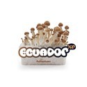 Kit Di Coltivazione Fresh Mushrooms 'Ecuador'