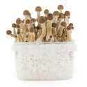 Kit Di Coltivazione Fresh Mushrooms 'Mexican'