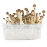Kit per la Coltivazione Fresh Mushrooms 'Mexican'