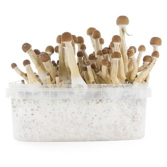 Kit per la Coltivazione Fresh Mushrooms 'Mexican'