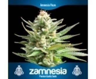 3 Gratis Semi di Canapa (Zamnesia Seeds)