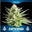 3 Gratis Semi di Canapa (Zamnesia Seeds)