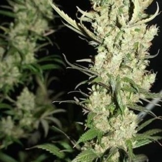 The Ultimate (Dutch Passion) femminizzata