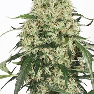 The Ultimate (Dutch Passion) femminizzata