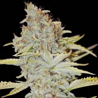 Furious Candy (Eva Seeds) Femminizzata