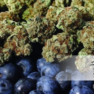 Blueberry (Dutch Passion) femminizzata