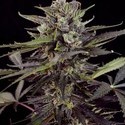 Auto Blueberry (Dutch Passion) femminizzata