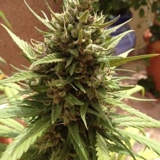Auto Blueberry (Dutch Passion) femminizzata
