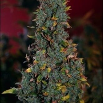 Power Plant (Dutch Passion) femminizzata