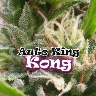 Auto King Kong (Dr. Underground) Femminizzata