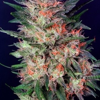 White Widow (Dutch Passion) femminizzata