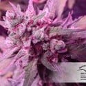 White Widow (Dutch Passion) femminizzata