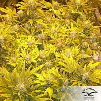 White Widow (Dutch Passion) femminizzata