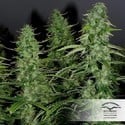 White Widow (Dutch Passion) femminizzata