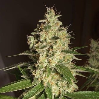 Raspberry Diesel (Humboldt Seeds) Femminizzata