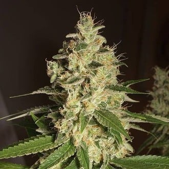 Raspberry Diesel (Humboldt Seed Organization) Femminizzata