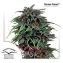 Durban Poison (Dutch Passion) femminizzata