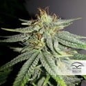 Durban Poison (Dutch Passion) femminizzata