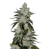Girl Scout Cookies Auto (FastBuds) Femminizzata