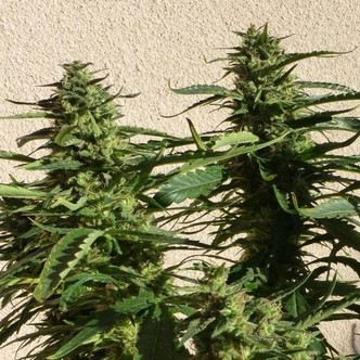 Missile 33 SuperAuto (Flash Auto Seeds) Femminizzata