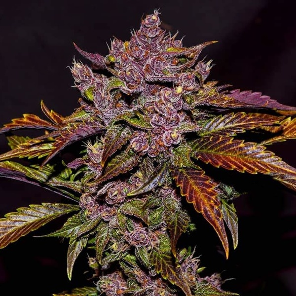Blackberry Auto (FastBuds) Femminizzata