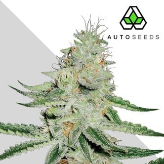 Dreamberry (Auto Seeds) Femminizzata